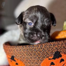 Gray collar boy - Blue brindle male Glen of Imaal Terrier puppy in Homestead, Pennsylvania from Galore Glens