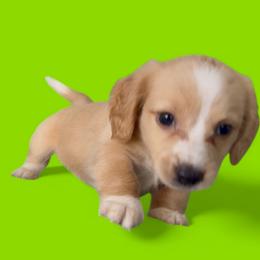 Frosty - Cream male Dachshund puppy in Vero Beach, Florida from Joseph’s Dachshunds