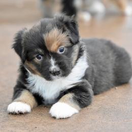 Nova - Red female Miniature Australian Shepherd puppy in Wichita Falls, Texas from Shooting Stars Ranch Toy and Mini Aussies