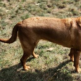 Nani - Labrador Retriever