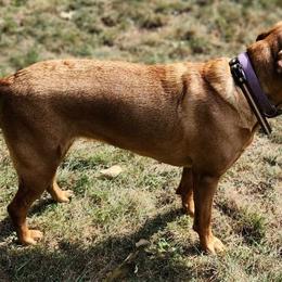 Nani - Labrador Retriever