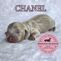 CHANEL - Fawn (isabella) and tan female Dachshund puppy in Columbia, Louisiana from Diamond 5R Ranch AKC & CKC Miniature Dachshunds