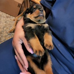 Boy 1 - Rottweiler puppy in Houston, Texas from Wards Pups
