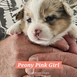 American Corgi Puppies from Porter Creek Corgis