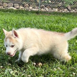 Boy 4 - Copper - Sable and white male Siberian Husky puppy in Independence, Wisconsin from Hito's Huskies
