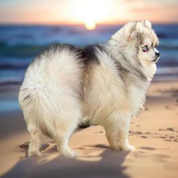 Pooka Bear - Pomsky