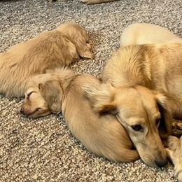 Dachshunds from Skyview Doxie Ranch