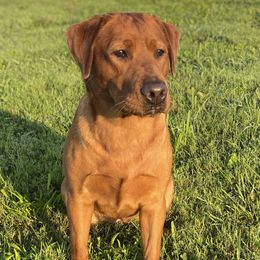 Wynonna - Labrador Retriever