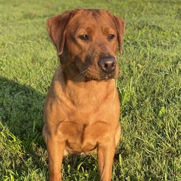 Wynonna - Labrador Retriever