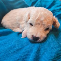 Romeo - White male Maltipoo puppy in Rainbow City, Alabama from Southland Farm Kennels