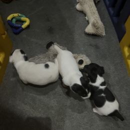Border Collie and Jack Russell Terrier Puppies from CP FARMS BORDER COLLIES N JACKS CORP