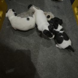 Border Collie and Jack Russell Terrier Puppies from CP FARMS BORDER COLLIES N JACKS CORP