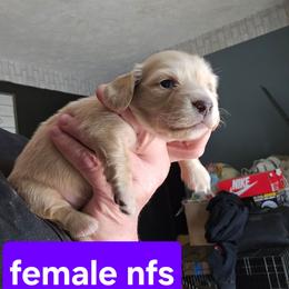 2 - Cream female Dachshund puppy in Lansing, Michigan from Black Thunder 517 Dachshunds and frenchies