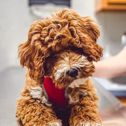 Andouille - Goldendoodle