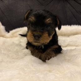 Coconut - Black and tan male Yorkshire Terrier puppy in San Antonio, Texas from Sweet as dessert puppies