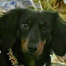 Susie - Dachshund