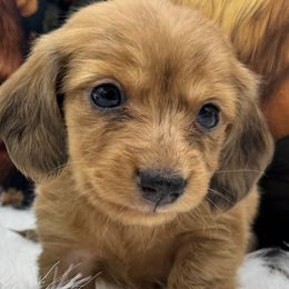 Phoenix - Dapple female Dachshund puppy in Cabool, Missouri from Dachshund's of Country Magic Farms in Missouri