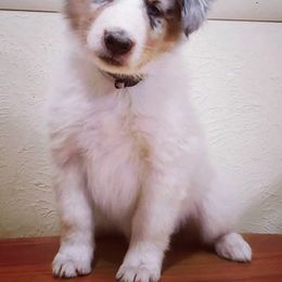 Collie Puppies from High Altitude Collies