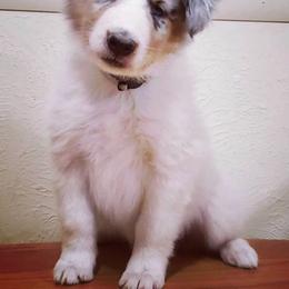Collie Puppies from High Altitude Collies