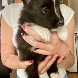 Aurora - White and black female Shetland Sheepdog puppy in Centennial, Colorado from Kochar Shelties