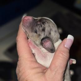 Blk dapple piebald - Dapple female Dachshund puppy in Port Charlotte, Florida from Vicki's Dachshund Crossing