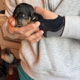 Tri Colored Male 2 - Tri-color male Bernedoodle puppy in Constableville, New York from Zehr’s Labradoodles & Bernedoodles