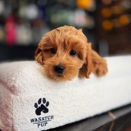 Cole - Red  male Goldendoodle puppy in South Jordan, Utah from Wasatch Pup
