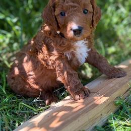 Truman - Red  male Goldendoodle puppy in Zeeland, Michigan from Dandelion Lane Doodles