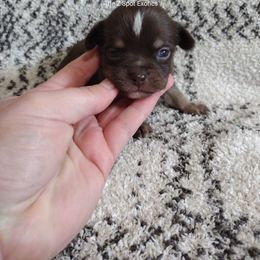 Scooby Doo - Chocolate and tan male Chihuahua puppy in Dandridge, Tennessee from The Z Spot Exotics