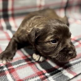 Pink girl - Liver female Miniature Schnauzer puppy in Boaz, Alabama from Sweet Home Schnauzers