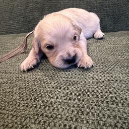 Female pick 7 - Light golden female Golden Retriever puppy in Colville, Washington from Columbia Ridge Goldens