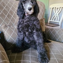 Poodle Puppies from Hickory Hills Poodles