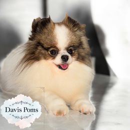 Tate - Wolf sable male Pomeranian puppy in Orange Grove, Texas from Davis Poms
