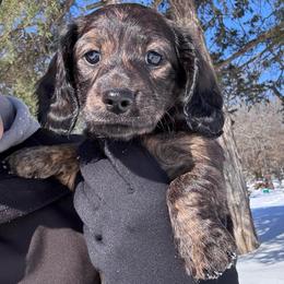 Gabby - Brindle female Dachshund puppy in Mc Alester, Oklahoma from A Anchor Farm