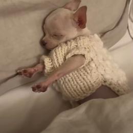 Chihuahua and Poodle Puppies from PNW PAWS