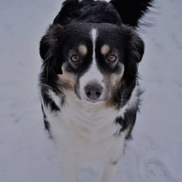 Australian Shepherd All Grown Up from Libby’s Aussies