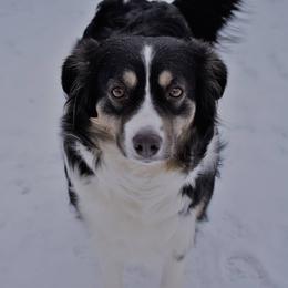 Australian Shepherd All Grown Up from Libby’s Aussies