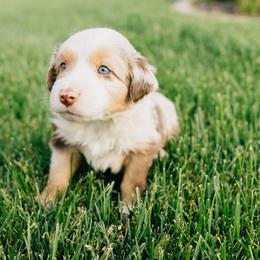 Heath - Red merle male Miniature Australian Shepherd puppy in Enoch, Utah from Twisted H Aussies