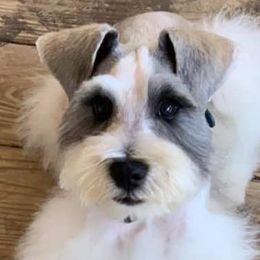 Cocker Spaniels and Miniature Schnauzers from Smith’s Schnauzer Den