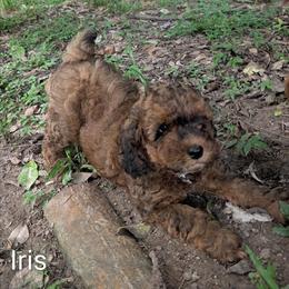 Iris - Brown and tan female Cockapoo puppy in Sunset, Louisiana from Cano Cockapoos
