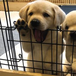 Labrador Retrievers from OBrien Labradors