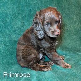 Primrose - Brown female Cockapoo puppy in Sunset, Louisiana from Cano Cockapoos