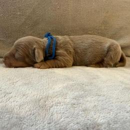 Puppy 1 - Fawn (isabella) and tan male Dachshund puppy in Riverside, California from Saddle Up Dachshunds