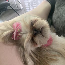 Shih Tzu Puppies from LaDawn’s Little Lions