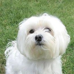Maltese from James' Maltese Puppies