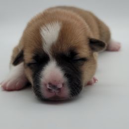 Pembroke Welsh Corgi Puppies from West Coast Corgi