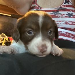 Chocolate Milk - Piebald male Dachshund puppy in Henrico, Virginia from All About Pets