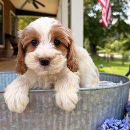 Fable - Tri-color female Cavapoo puppy in Bozrah, Connecticut from Cedar Creek Farms