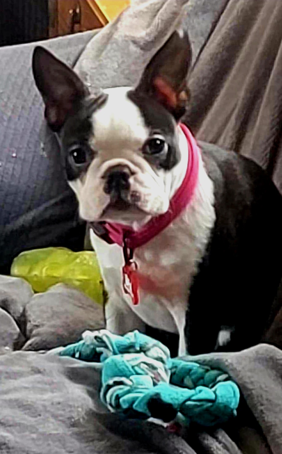 Boston Terrier Puppies from Big Sky Bostons