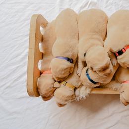 Dilute Retriever Puppies from Weathervane Labs